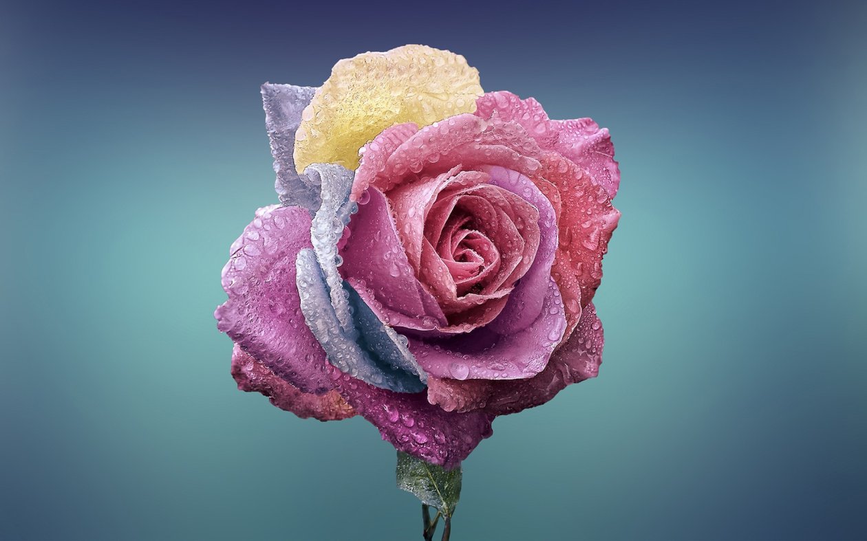 Rose Flowers