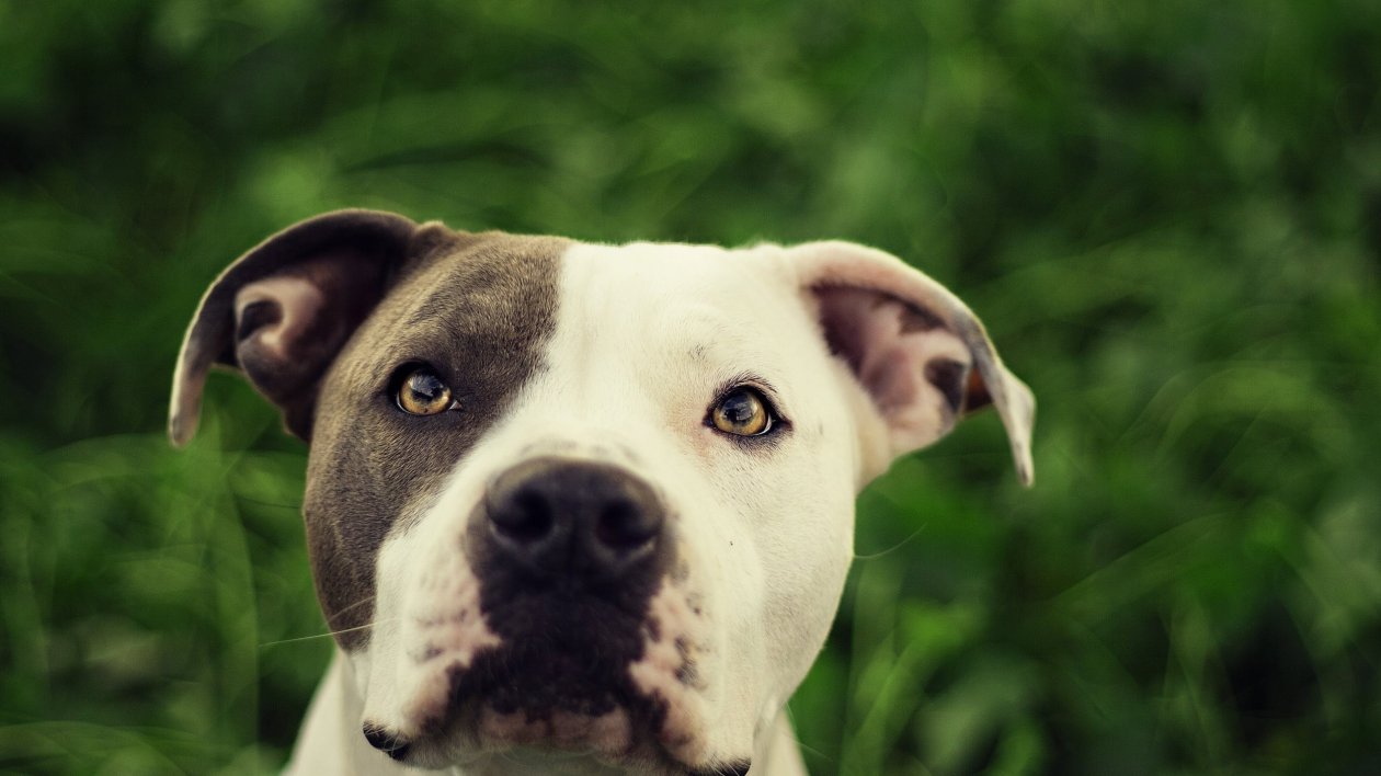 Pit Bull