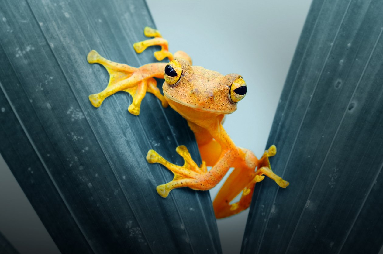 Frog Closeup