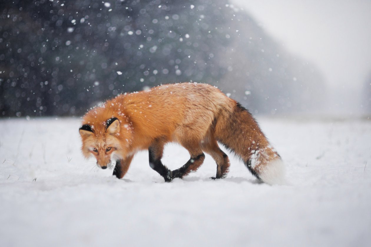 Wild Fox In Snow