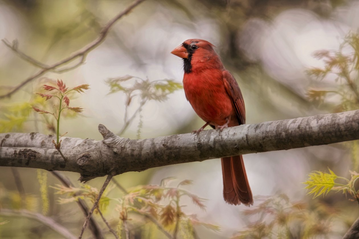 Northern Cardinal