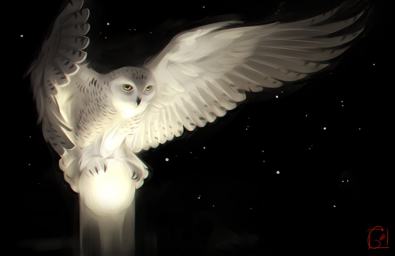 Snowy Owl