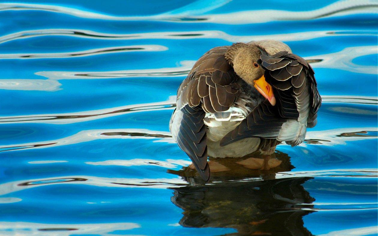 Duck