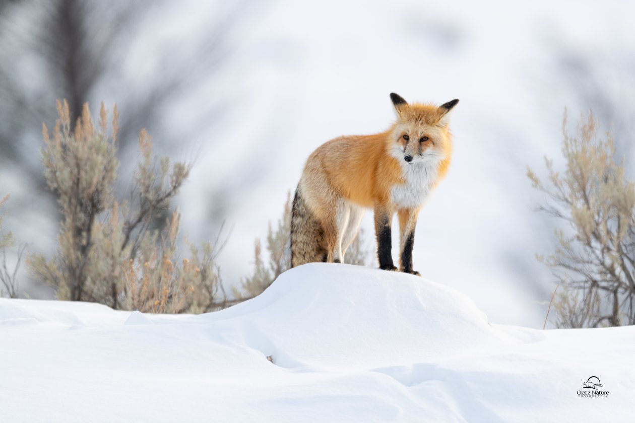 Fox Winter 5k