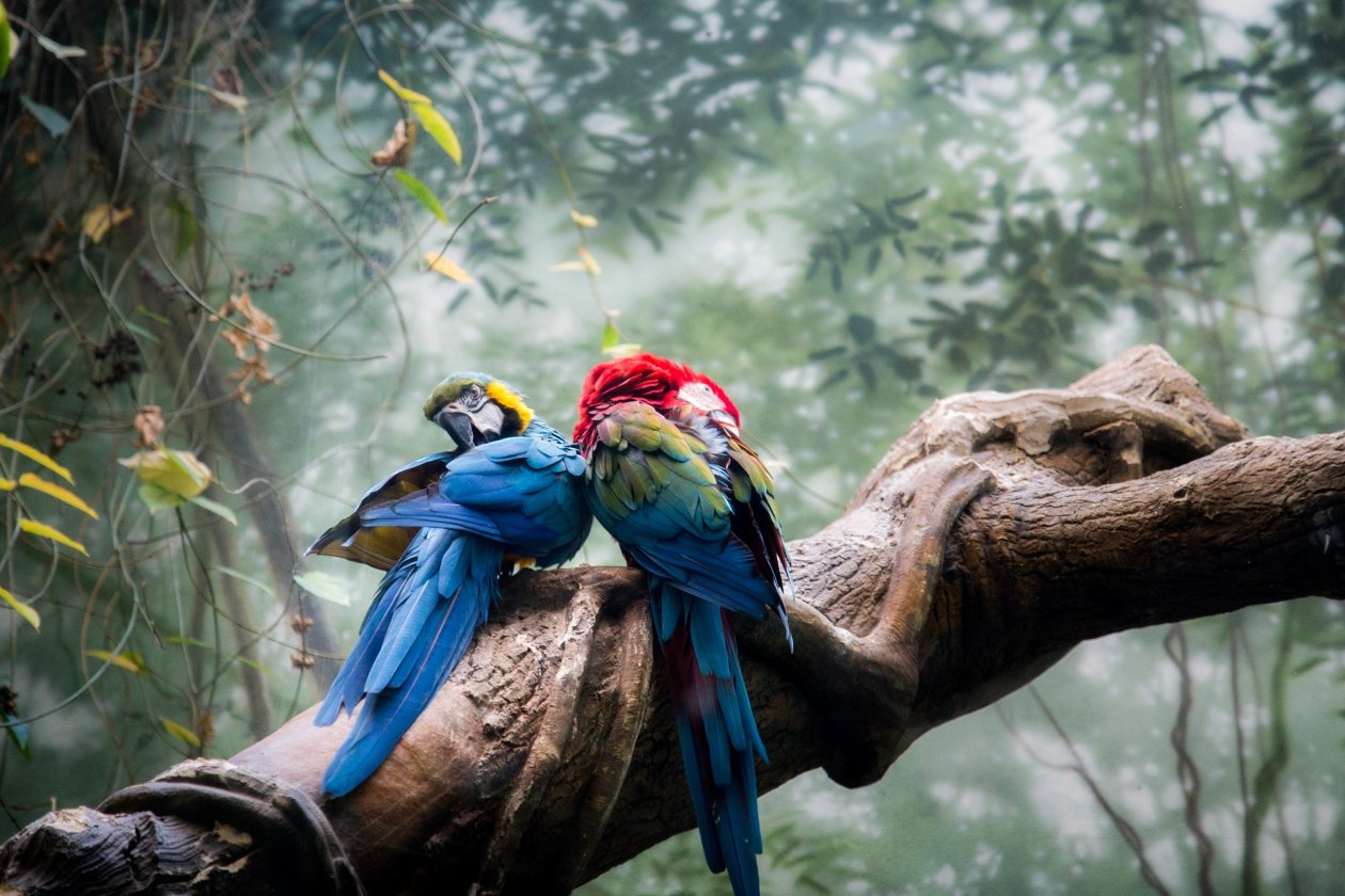 Colorful Parrots Couple
