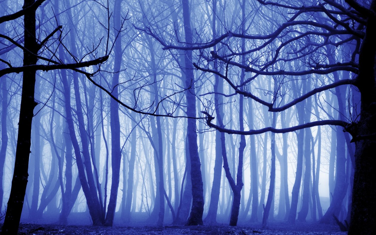 Blue Mist Nature Trees 4k