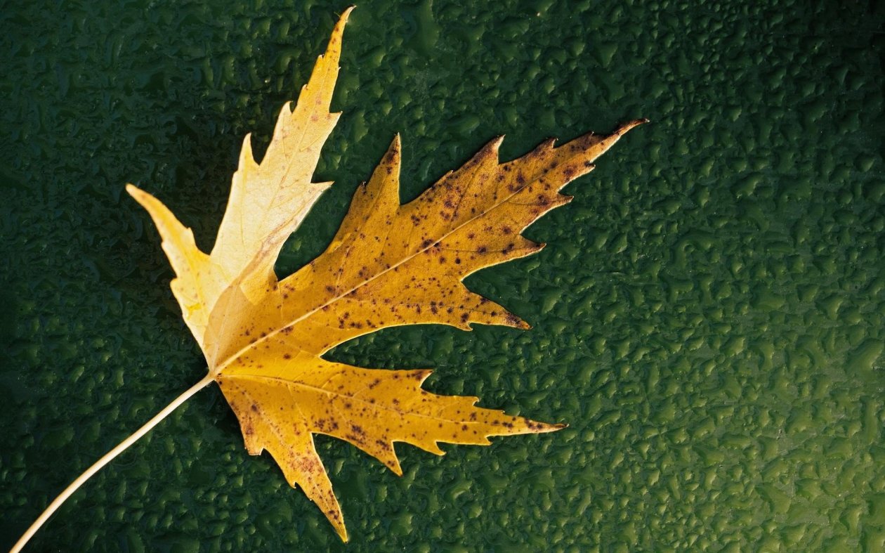 Simple Leaf