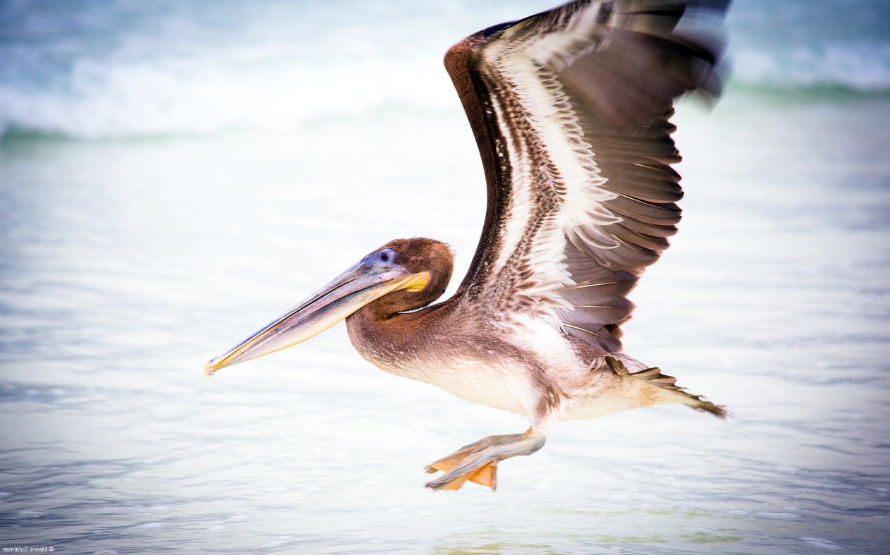 Pelican Water Bird