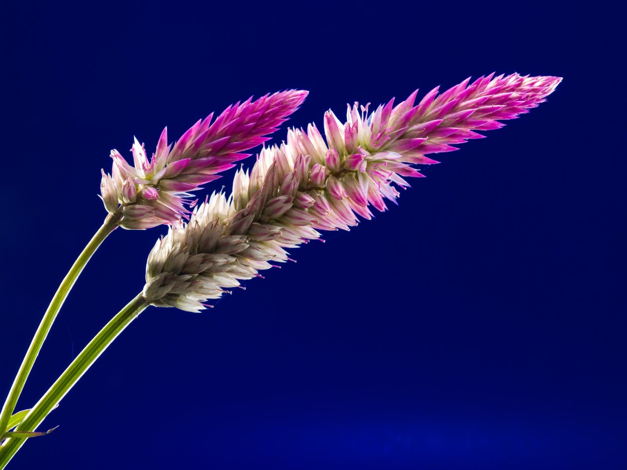 Flora Flowers Stock 4k