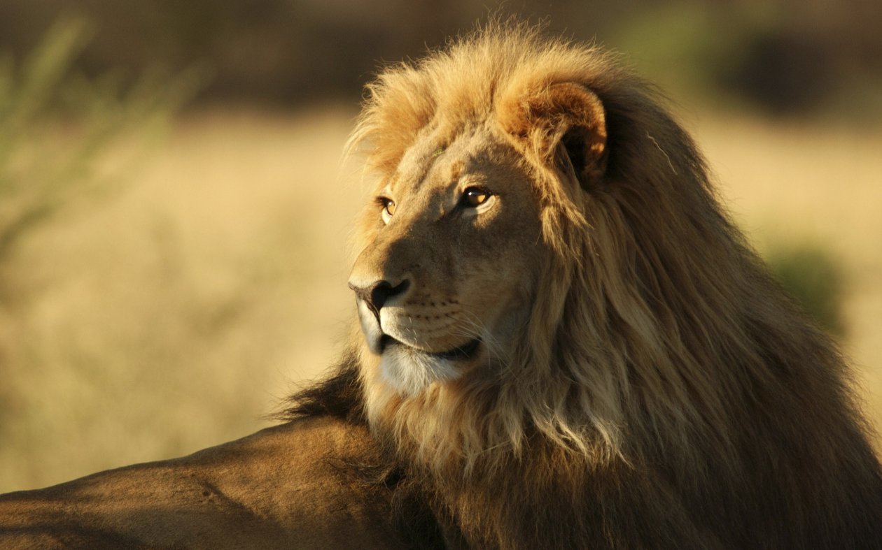 African Lion