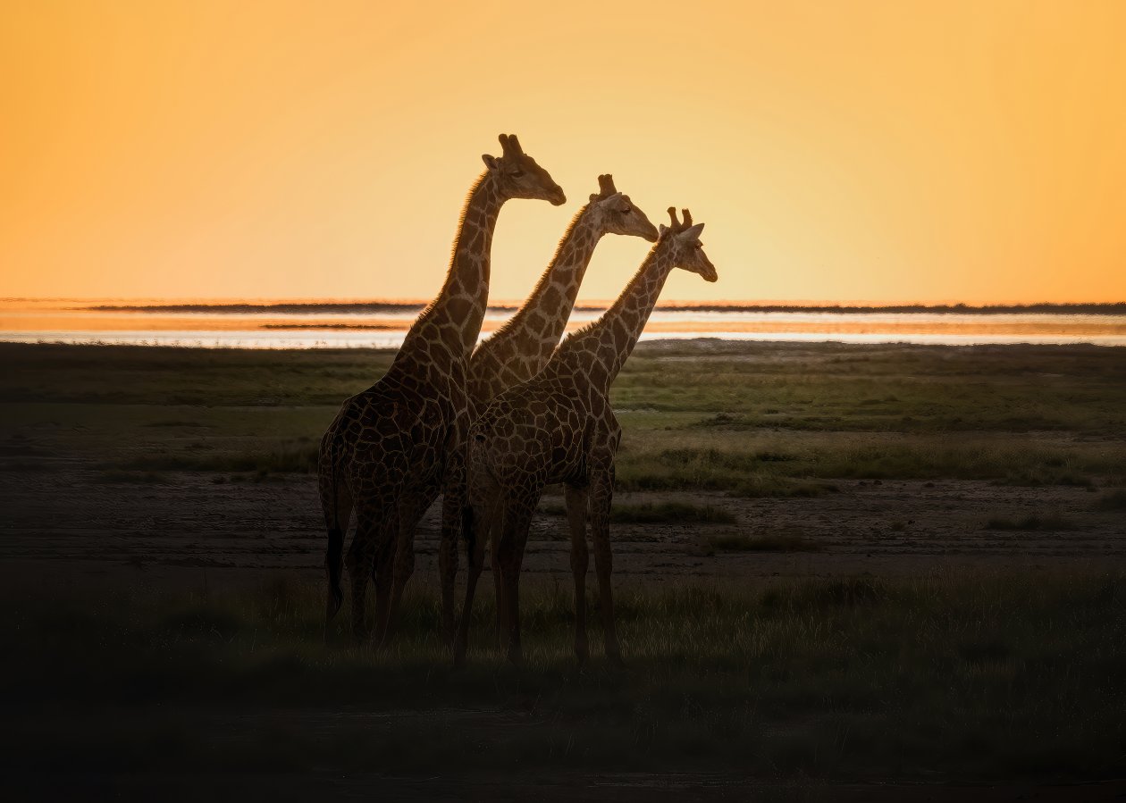 Giraffes