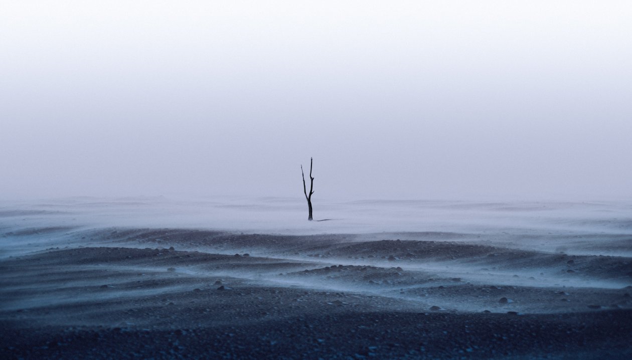 Iceland Tree