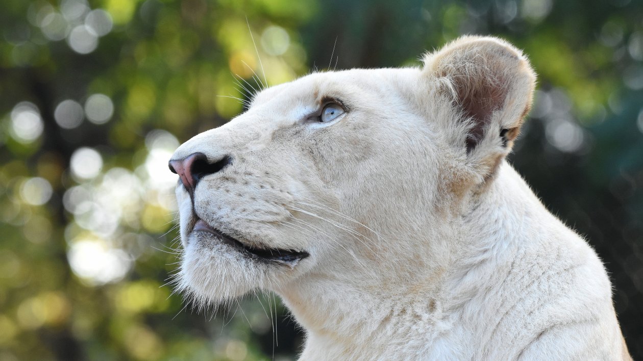 White Lion Head 4k