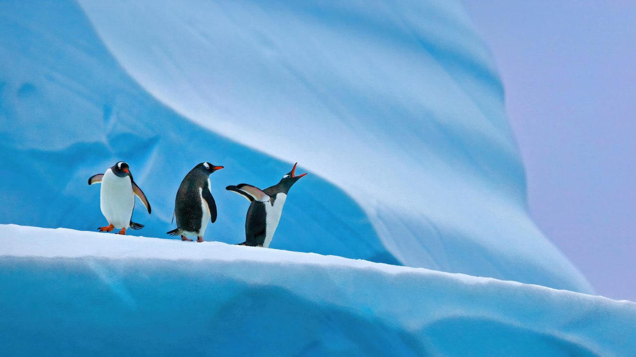 Penguins In Antarctica 5k