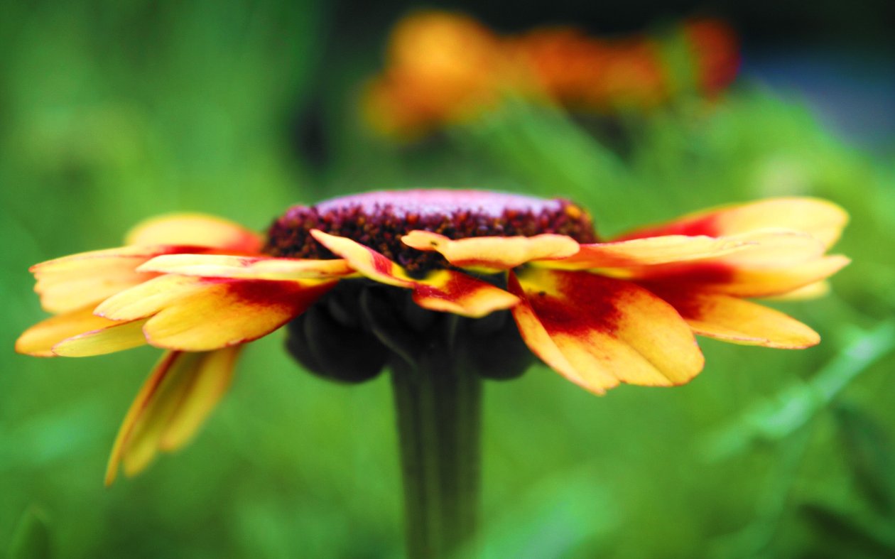 Macro Flower Detail