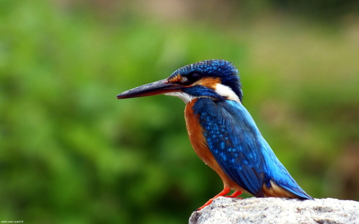 Kingfisher Bird