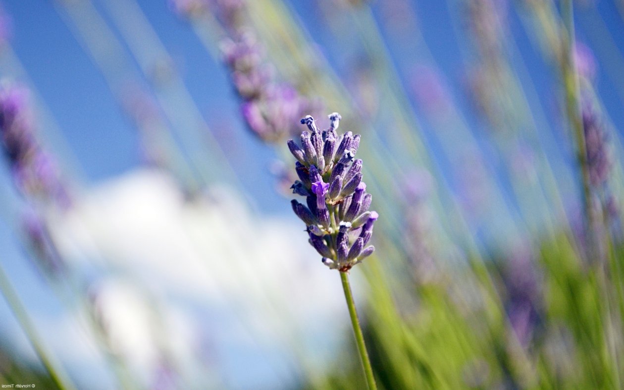 Lavender Flowers HD