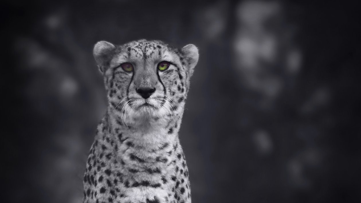 Cheetah Monochrome 4k