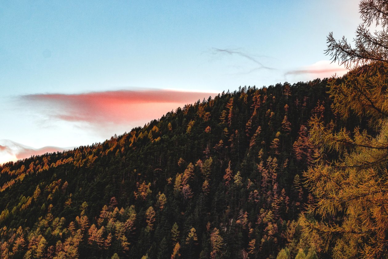 Aerial View Of Forest Trees Ultra Hd 5k