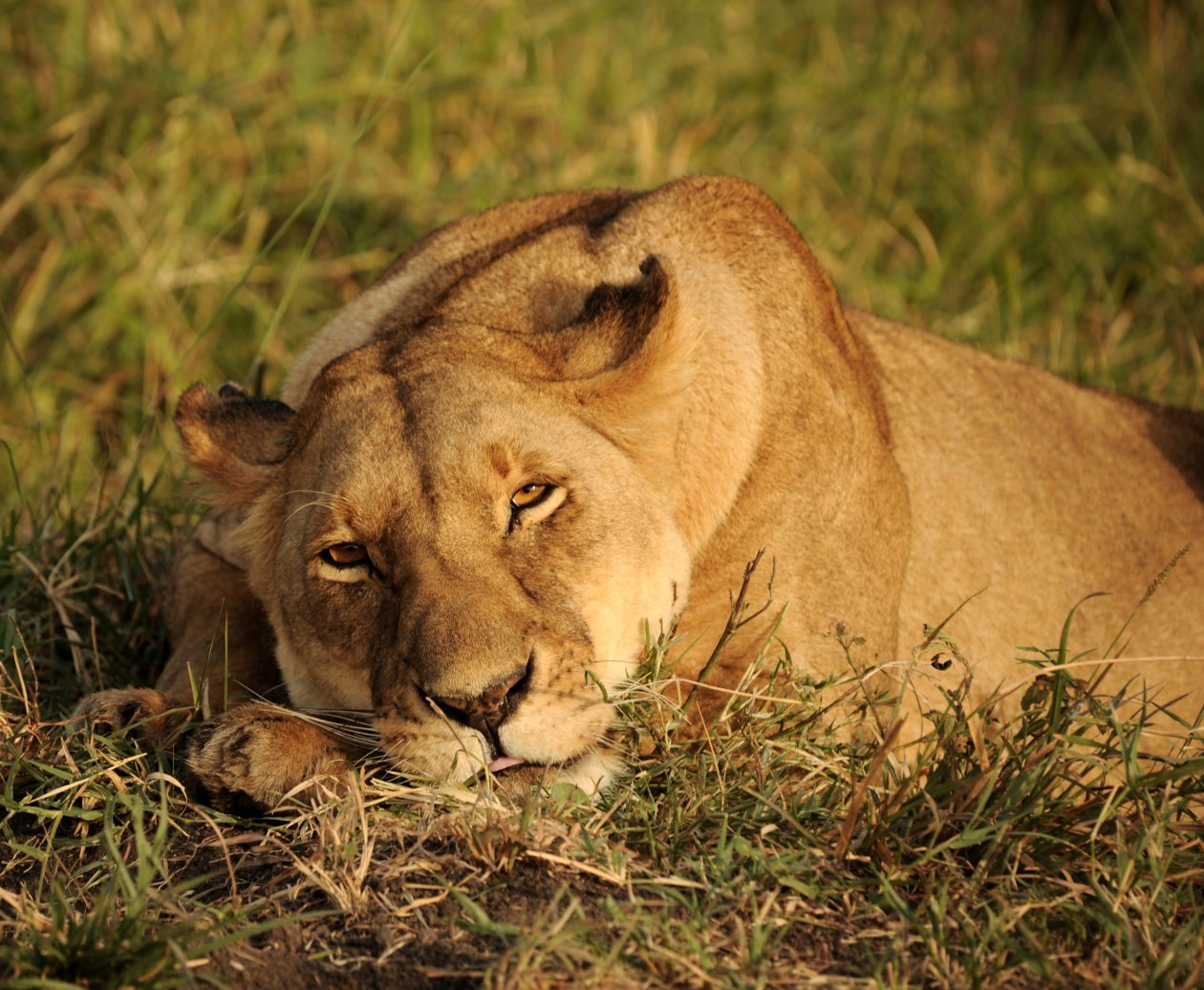Africa Lion Looking 4k