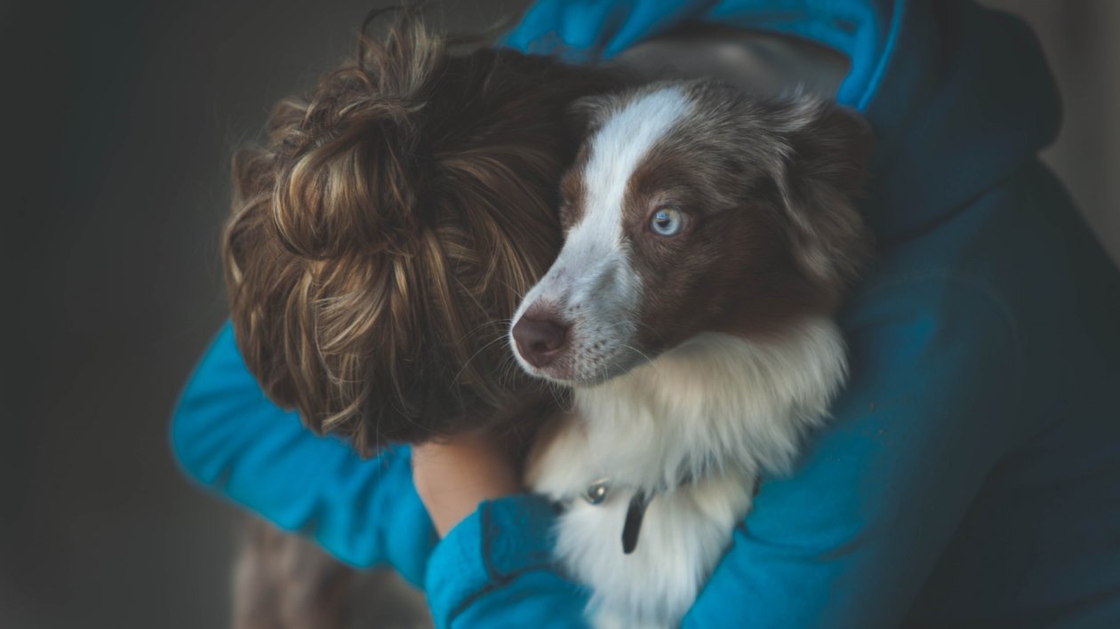 Pet Dog