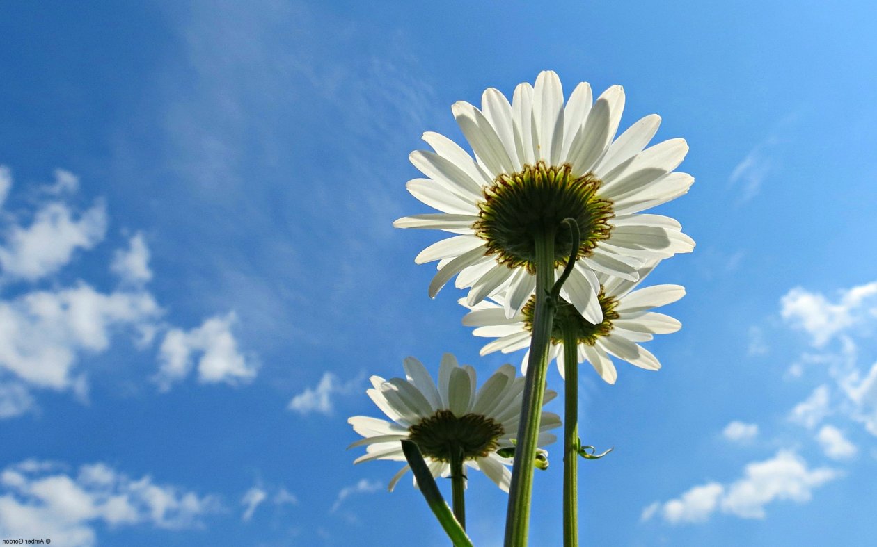 Blue Sky Daisies