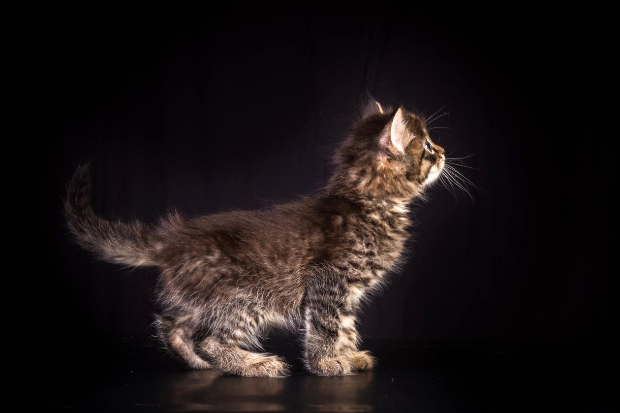 Cat Animals