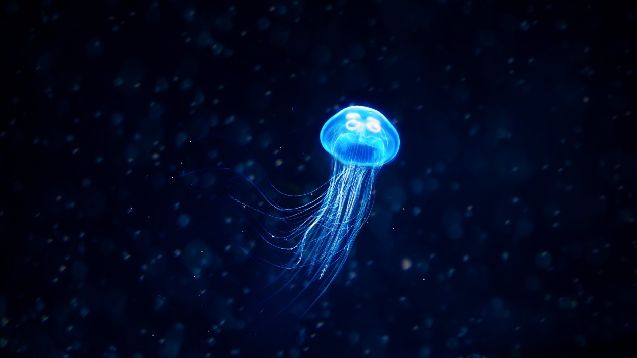 Jellyfish Illustration