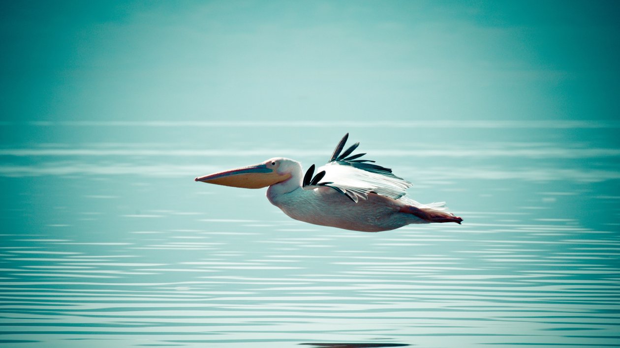 Pelican Bird
