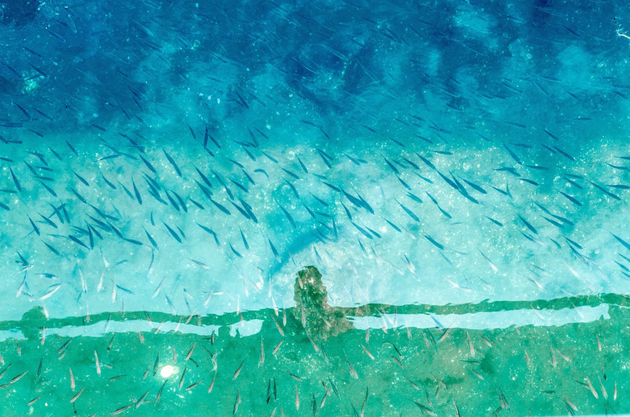 Small Fishes