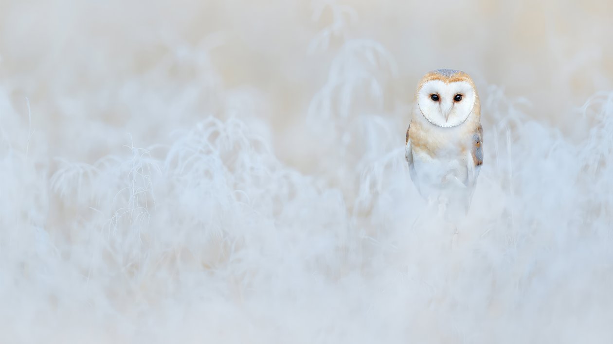 Barn Owl 4k