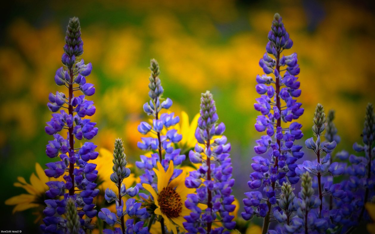 Washington Wild flowers