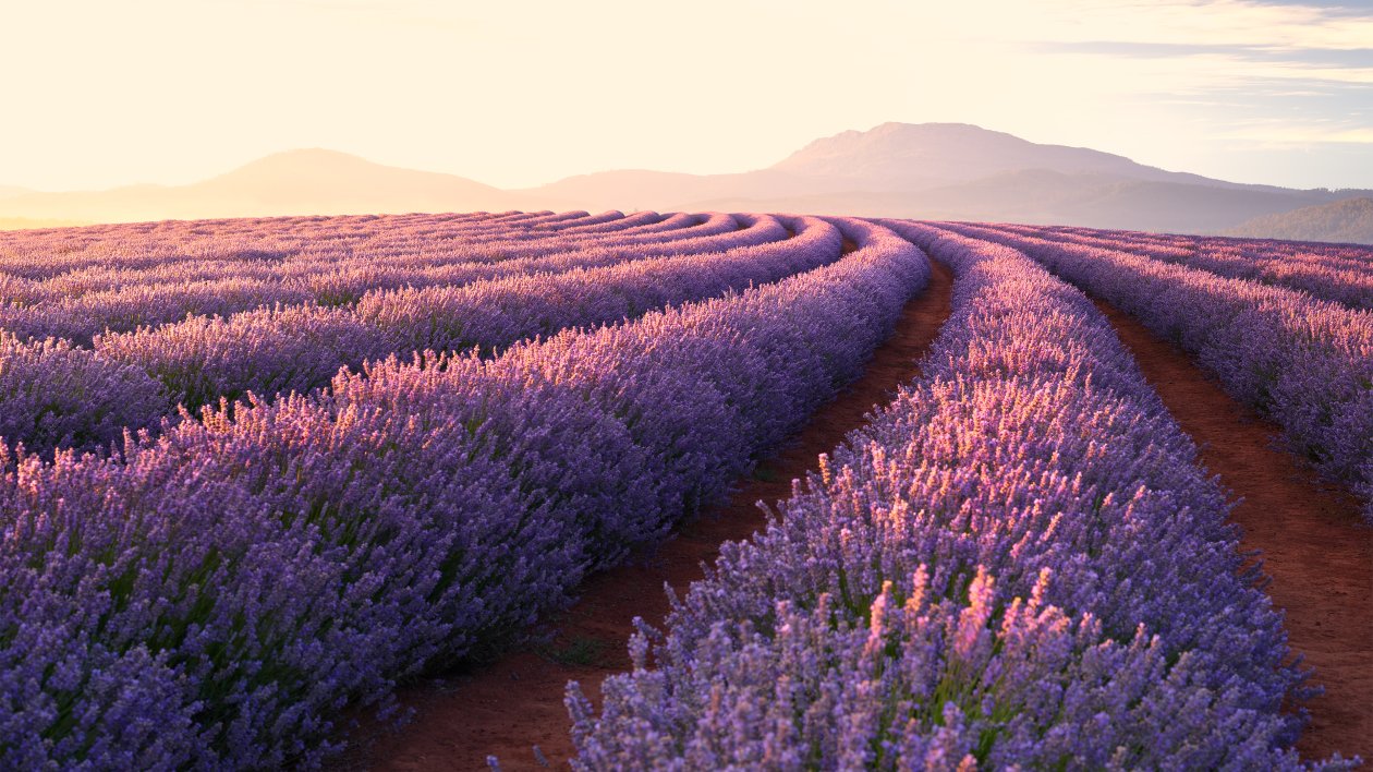 Lavender Fields