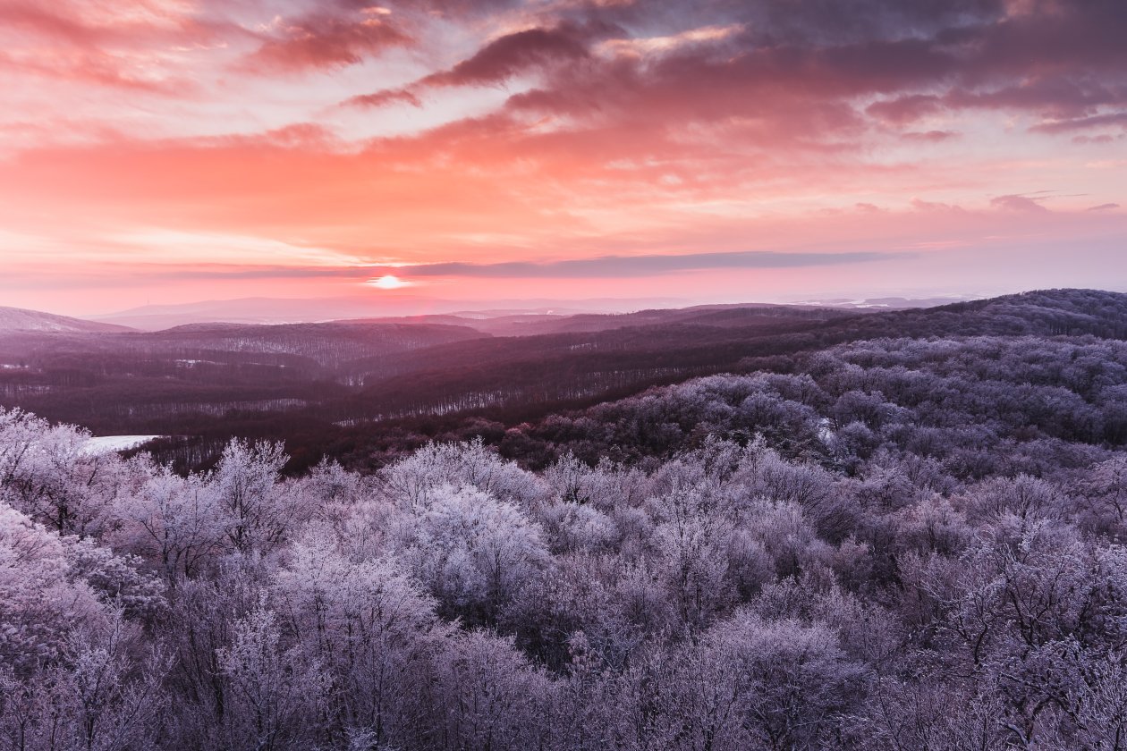 Winter Trees Nature 5k