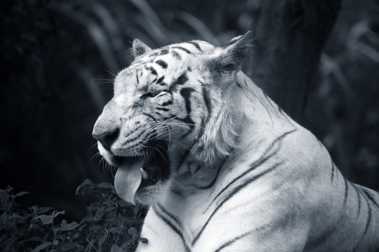 Big White Tiger Tongue Out