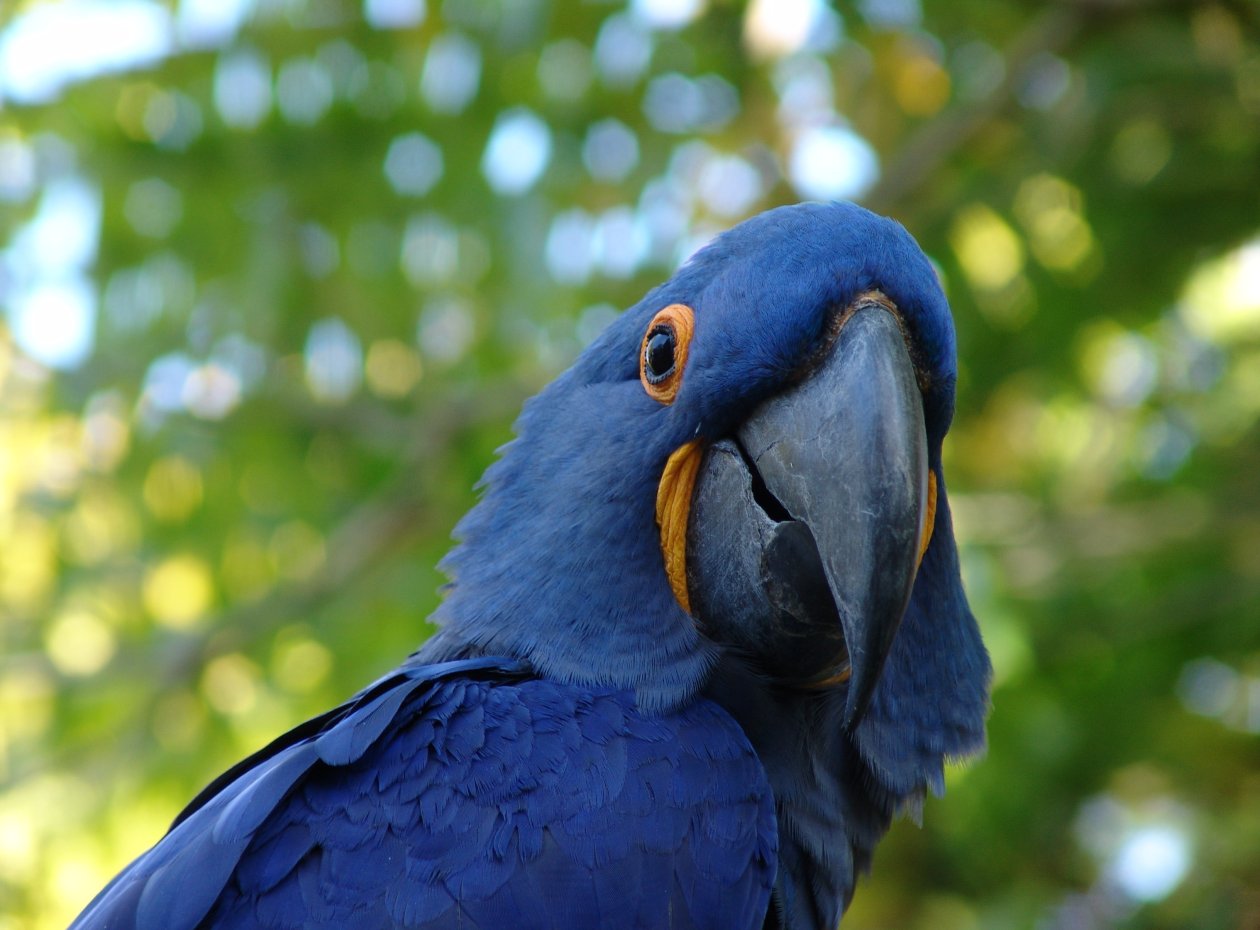 Blue Parrot