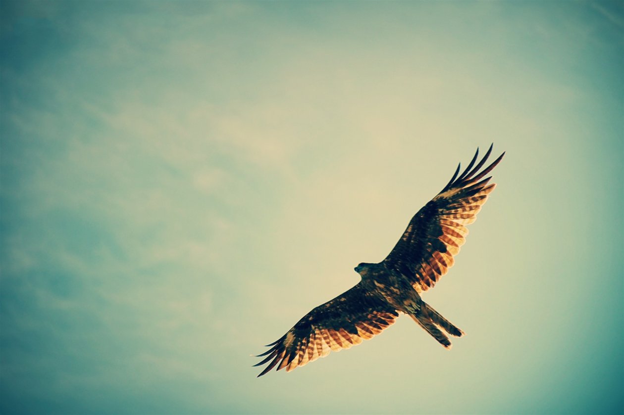 Hawk