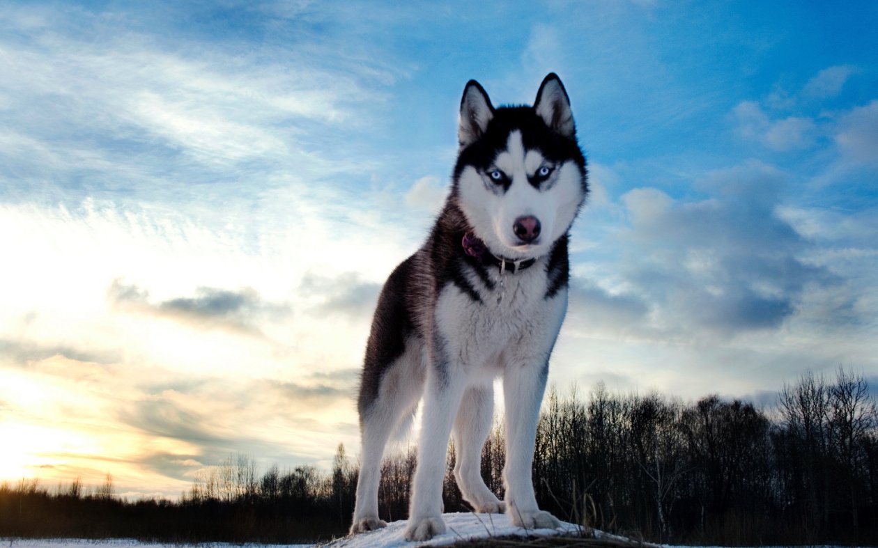 Siberan Husky 4