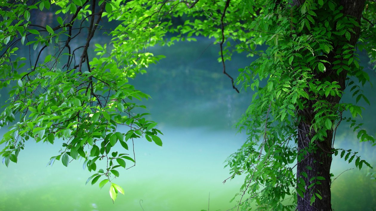 Tree Leaves Summer