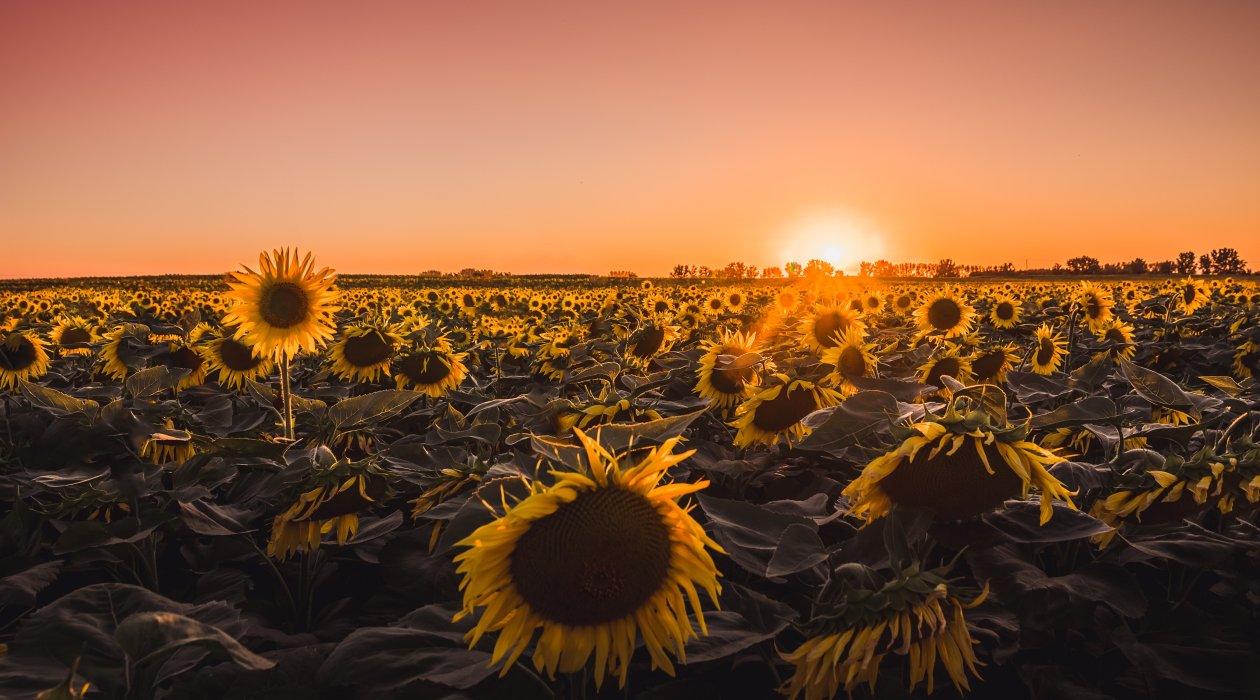Sunflowers Farm Golden Hour 5k