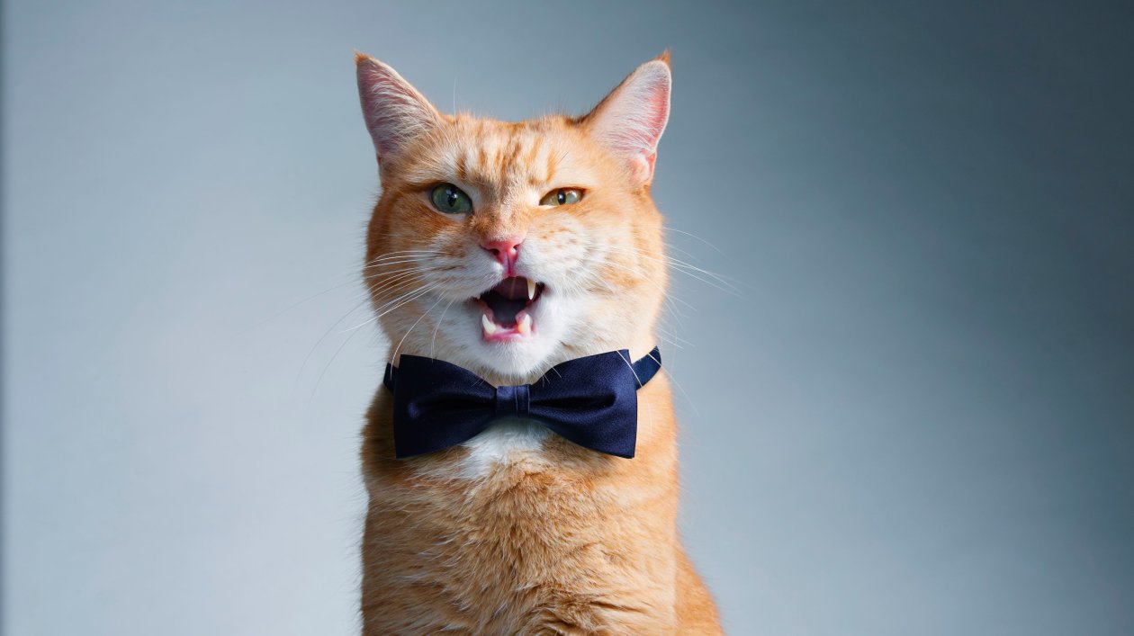 Cat With Bow