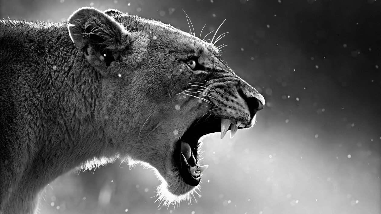 Lion Roaring