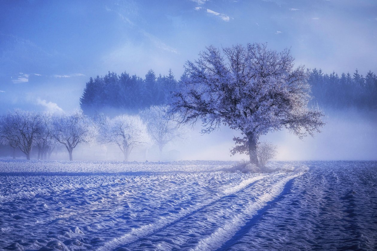 Trees Covered With Snow Fog Landscape Winter 4k