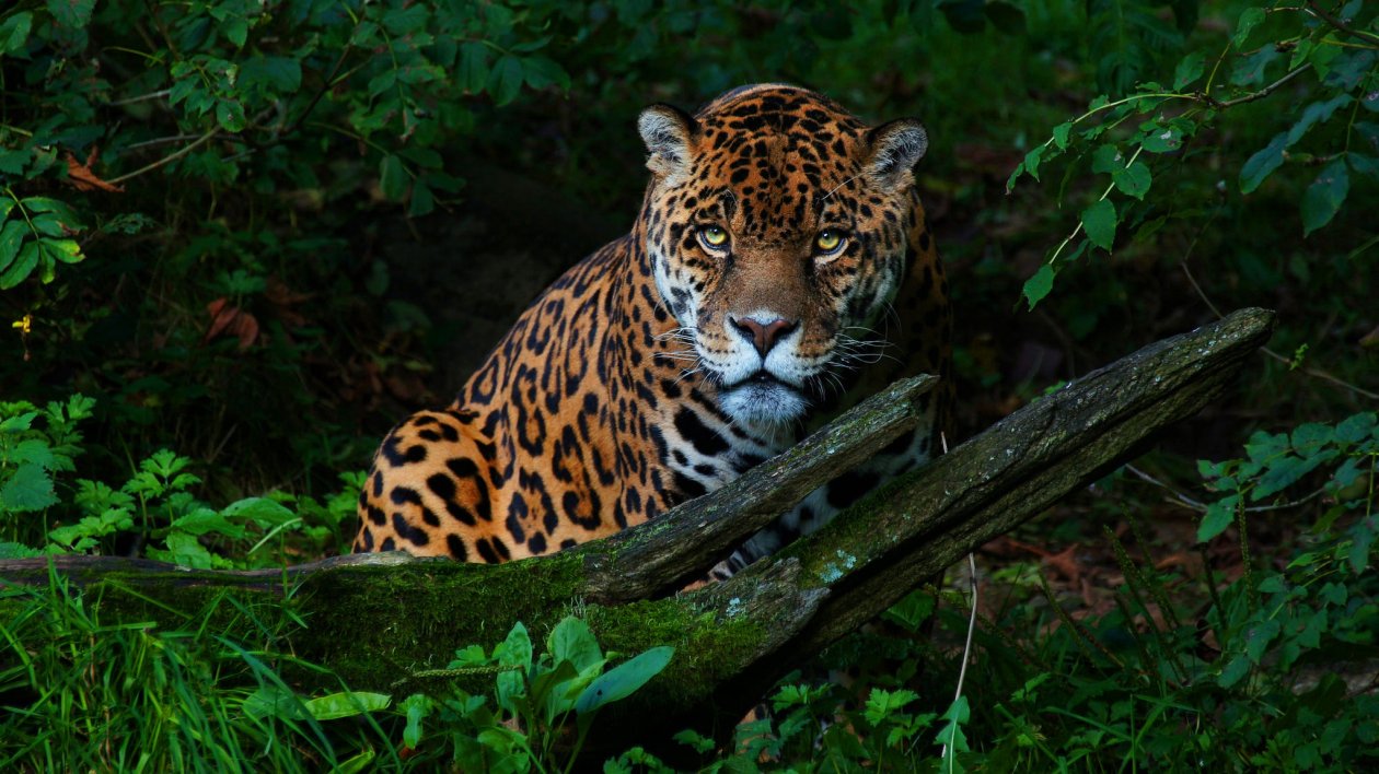 Big Cat Jaguar