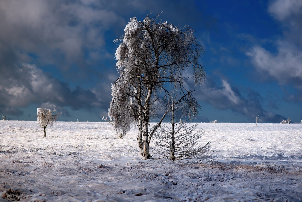 Snow Outdoor Tree 4k