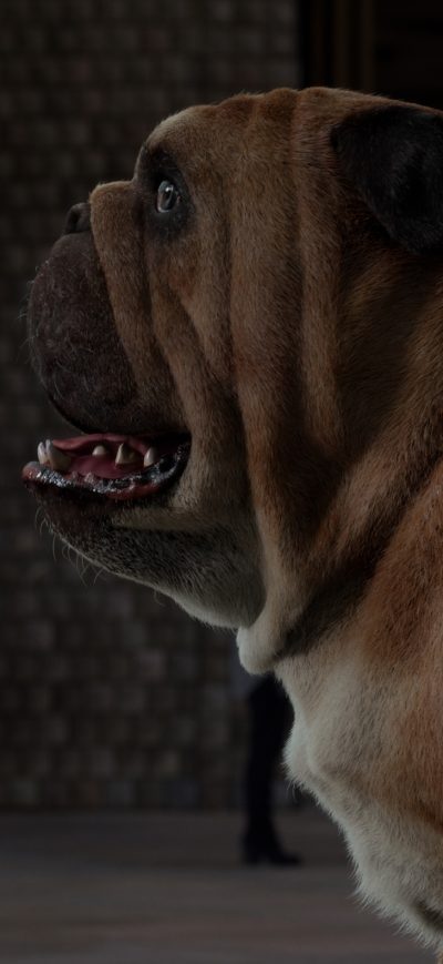 Fond d'écran iPhone Lockjaw And Crystal Marvel Inhumans