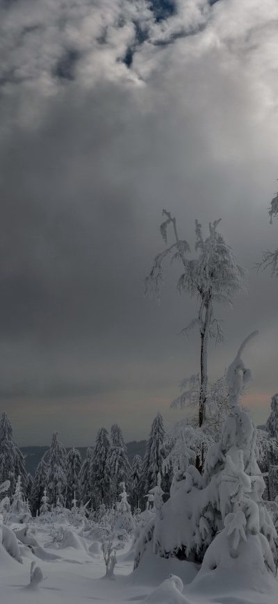 Fond d'écran iPhone Trees Covered With Snow