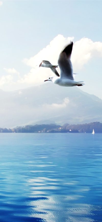 Fond d'écran iPhone Seagulls In Switzerland