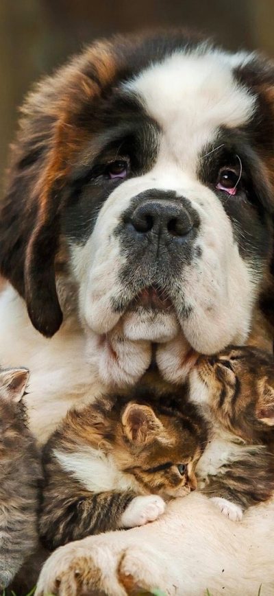 Fond d'écran iPhone Saint Bernad Playing With Kittens