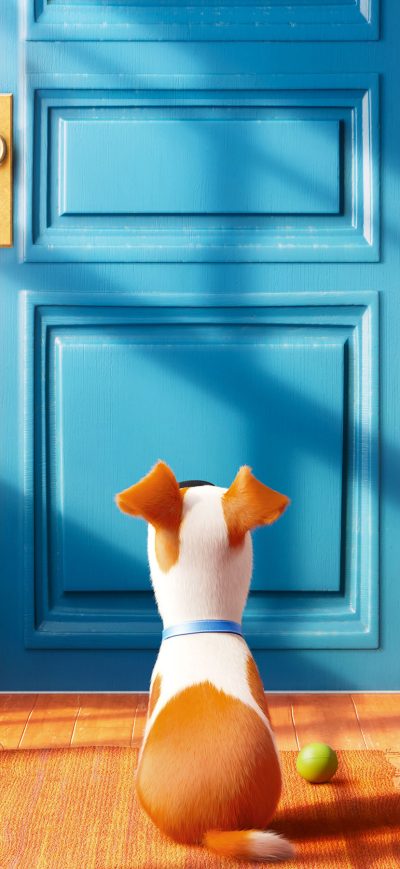 Fond d'écran iPhone 2016 The Secrete Life of Pets